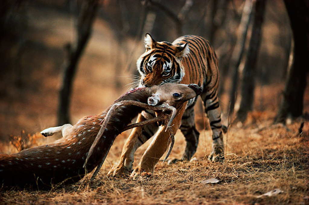 Tiger Hunting Prey